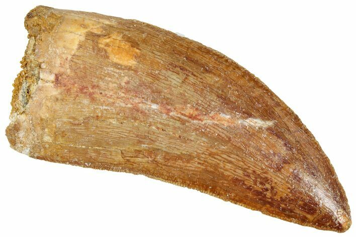 Serrated, Carcharodontosaurus Tooth - Real Dinosaur Tooth #241373